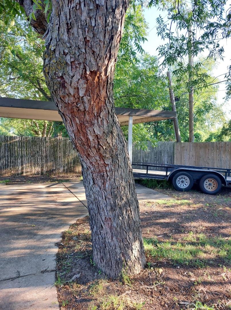 What's wrong with my Texas Pecan tree? It's huge and healthy except for this. It's in a very small back yard.