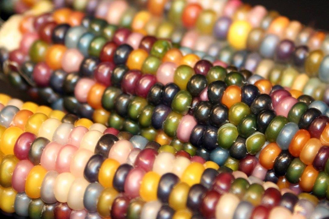 Next year I will be planting this type of corn