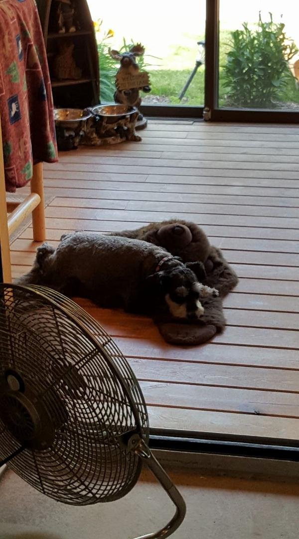 Chase likes laying in front of the fan on a hot day