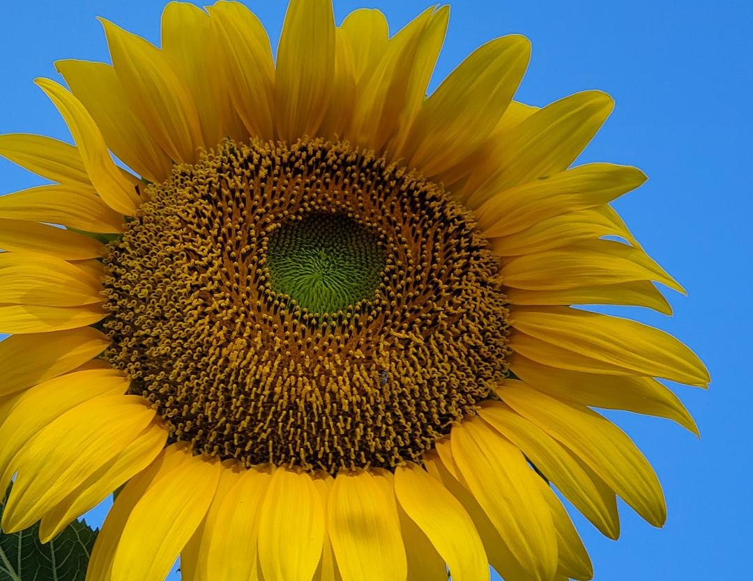 This lovely Sunflower greeted me this morning at the office. Can you see the three hitchhikers? HAVE A WONDERFUL DAY!