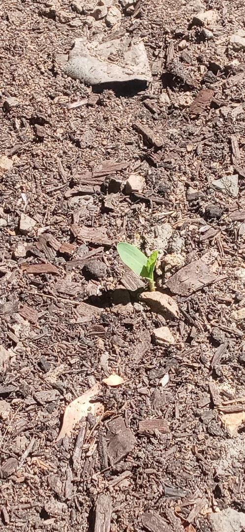 Rusty Hillard's album, Mobile uploads