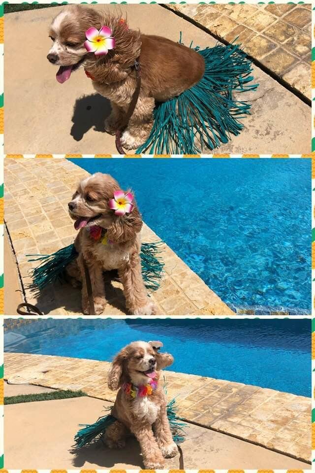 Hula girl Bailey! Thank you for the cute outfit, Auntie Teri!