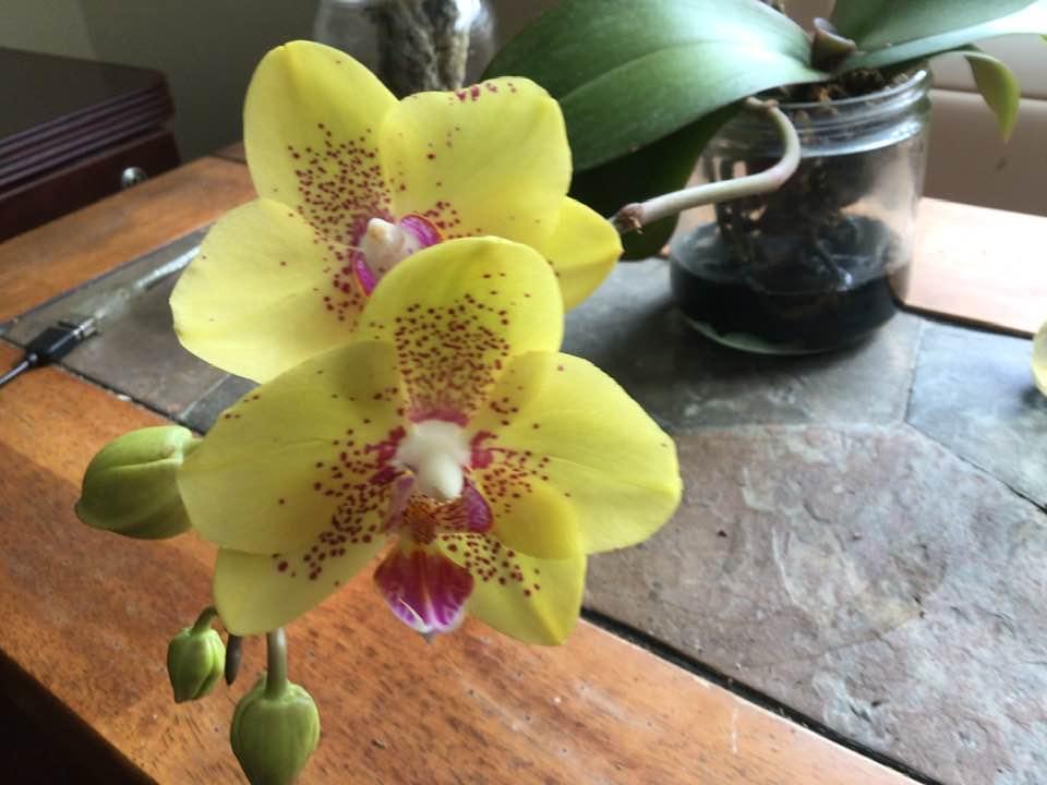 First blooms of the new year!