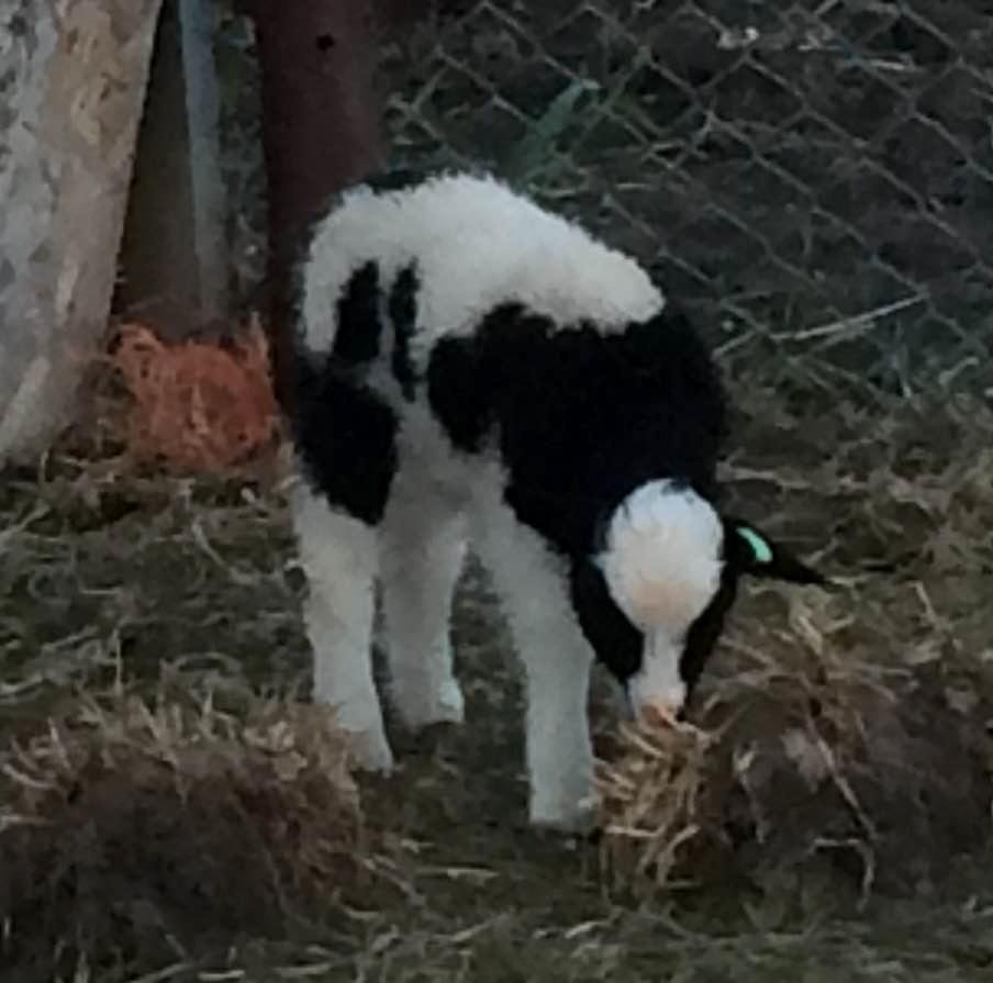 Another spotted ewe. This one was a singleton.