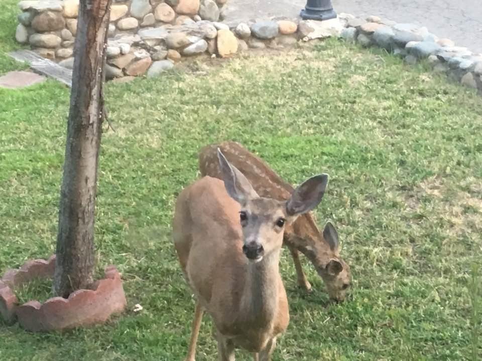 I think she's saying hello...