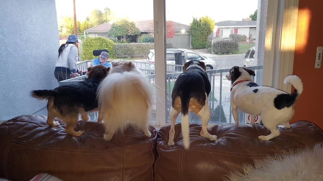 The Homecoming... one of my favorite memories.  Lucky, Jake, Bella, and Happy greeting Terry and Manny