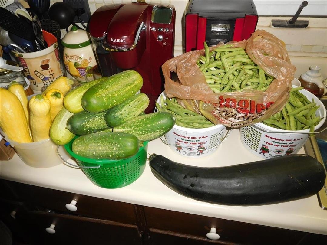 This is what happens when Libby is out of town for a few days and no one goes to the garden for 2 days.  Took an hour and a half to get caught up!!