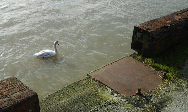 I saw two swans on the river, one was camera shy.