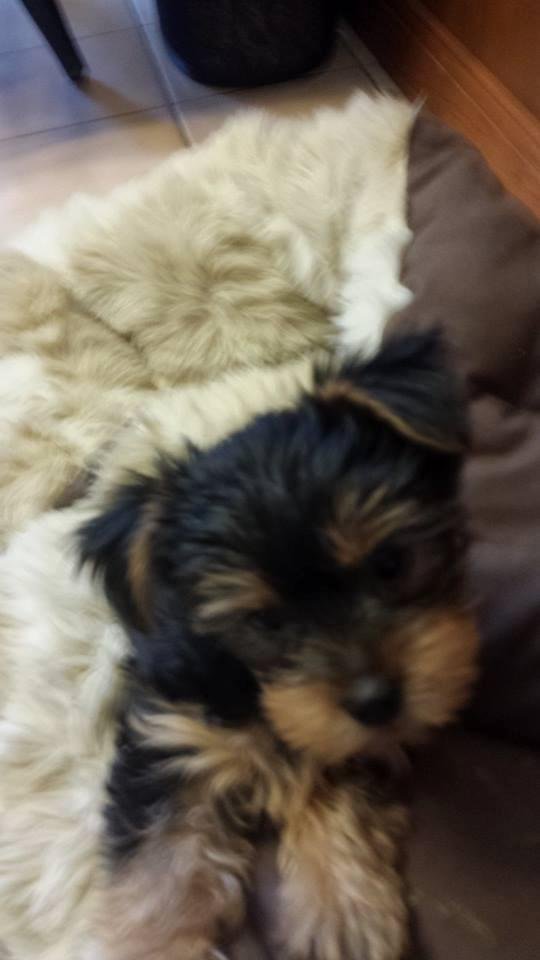 Last puppy looking for a home