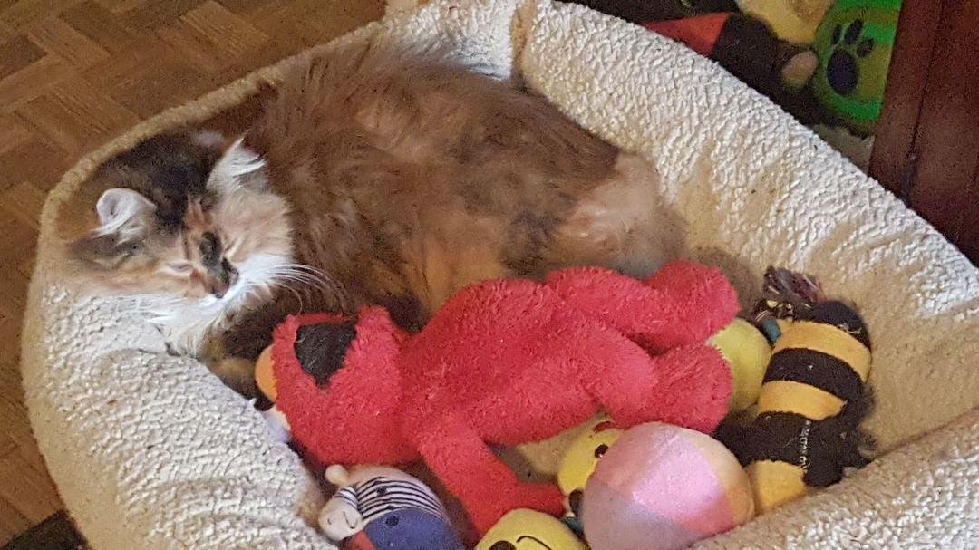 Zoey has laid claim to the dog bed.