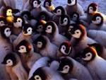 My intention is to fill up Facebook with baby animals to break the saturation of negative images and videos. If you like this post, I will choose a baby animal for you.