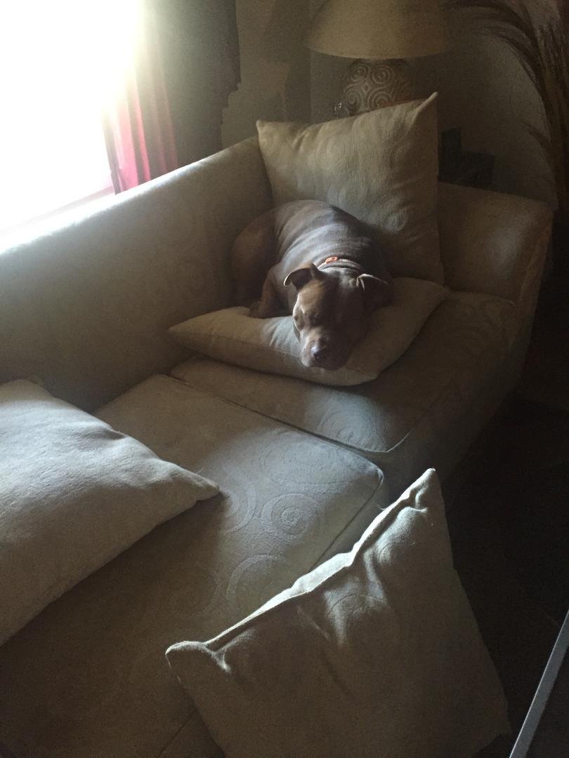 This is what I wake up to he rearranges the pillows to his liking...he has his own dog bed but won't use it...SMH