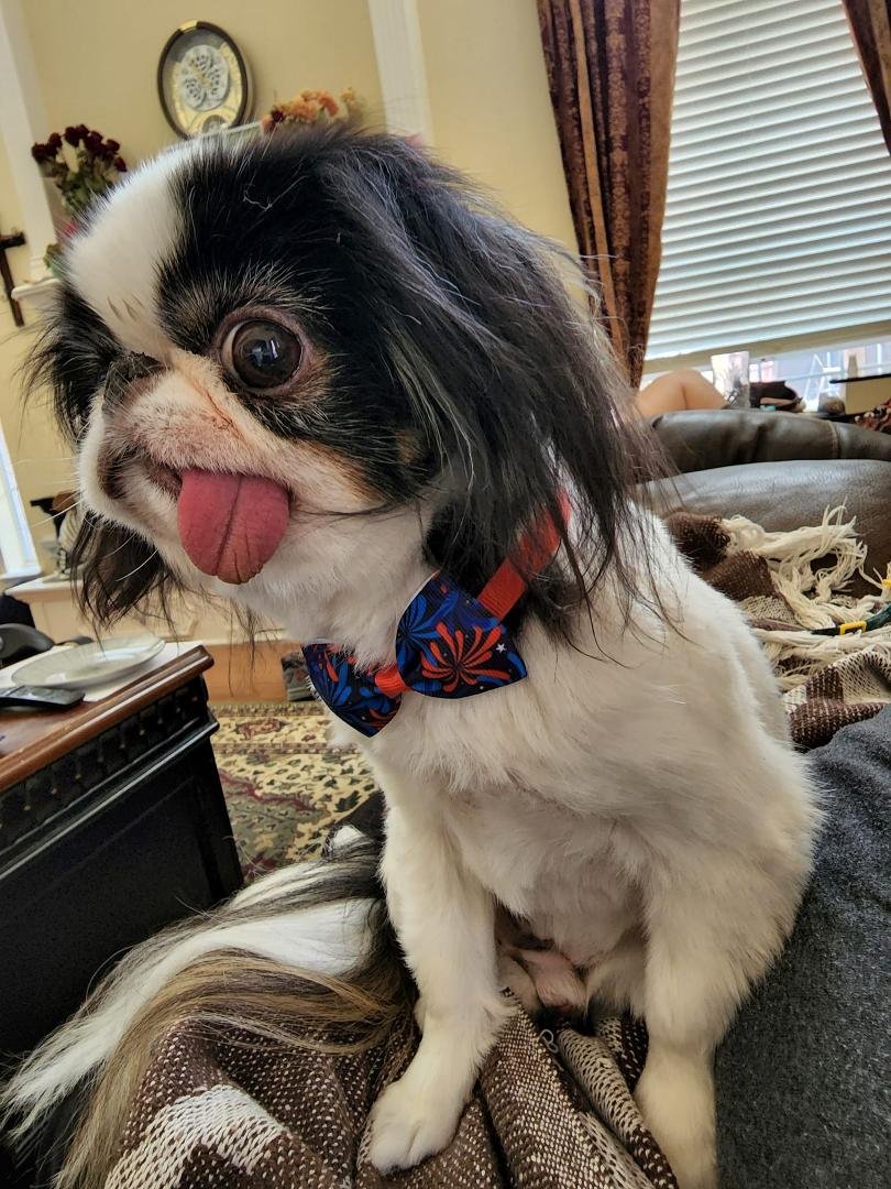 Happy National Dog Day from Momo!