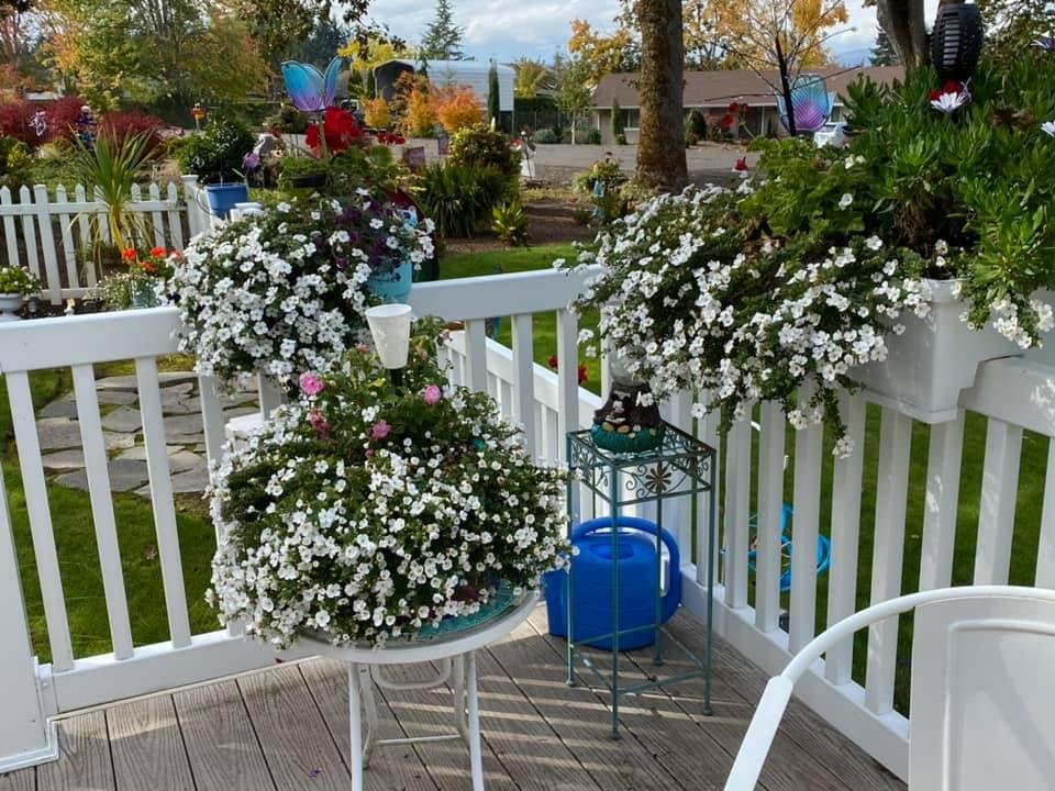 Can you believe fall bushes behind the spring flowers that are still blooming.💐
