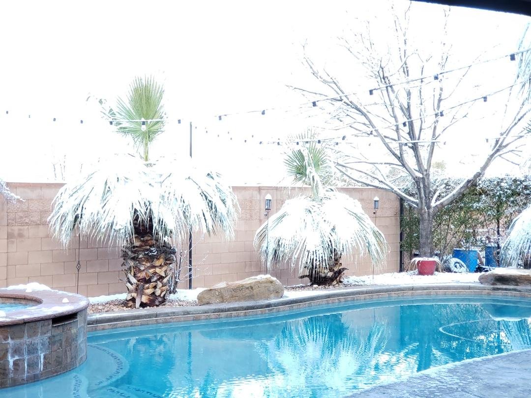 My palm trees have skirts and are ready to hula.