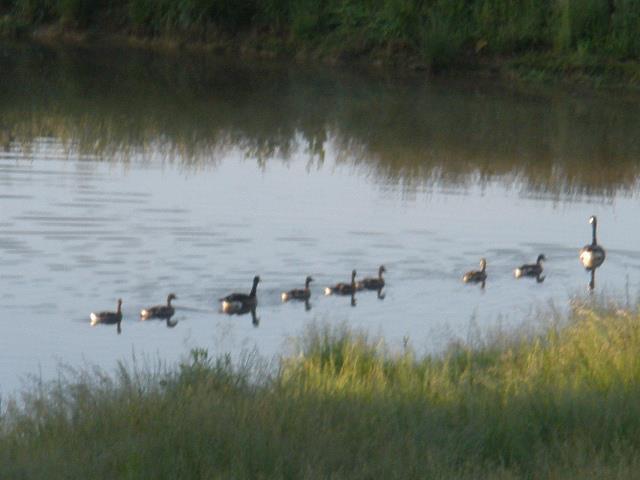 If you have ever wondered where the expression "Get your ducks in a row" came from take a look at this photo. I took this photo about a month ago on the pond at Landover Farm in Glyndon, MD.