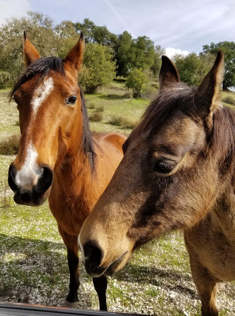 My girls came to say goodbye to me as I was leaving my ranch.