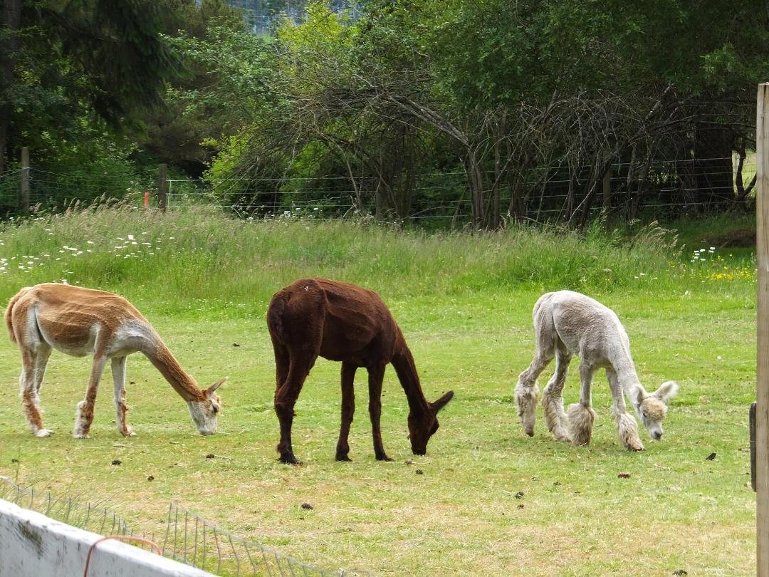 Llamas