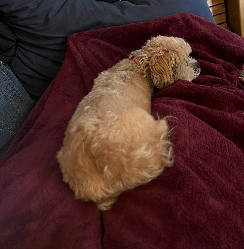 My television cuddle buddy. ♥️
Love when she visits