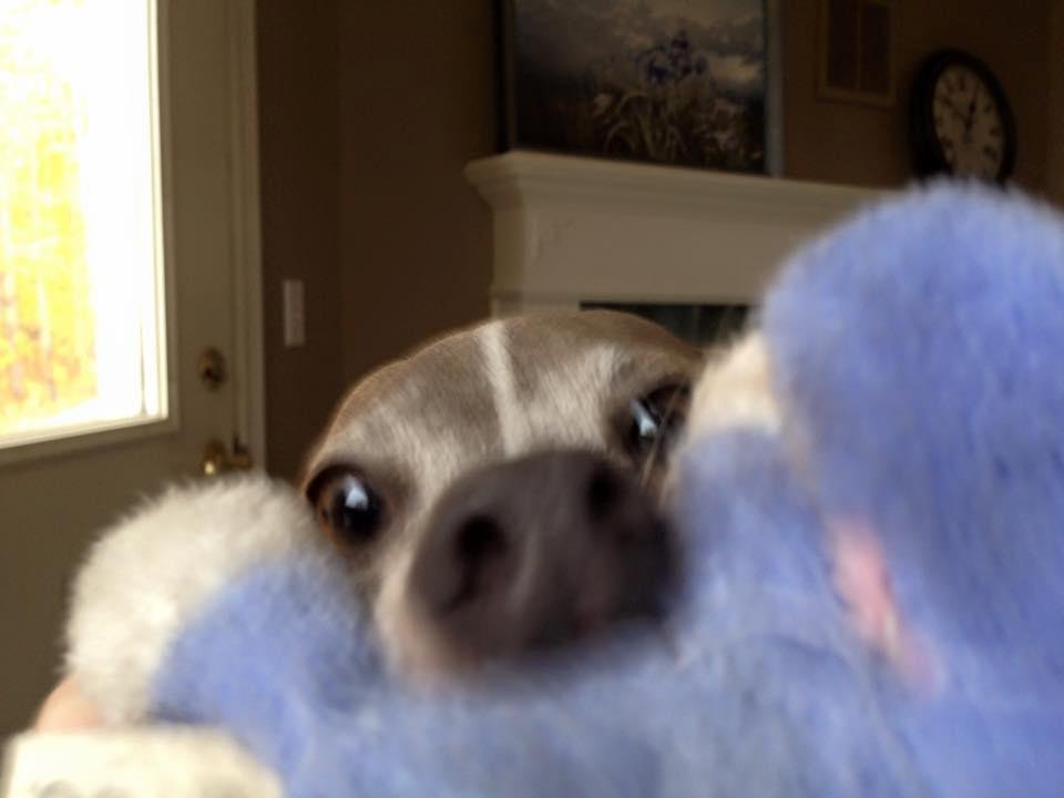 Can you see my toy? How bout now?