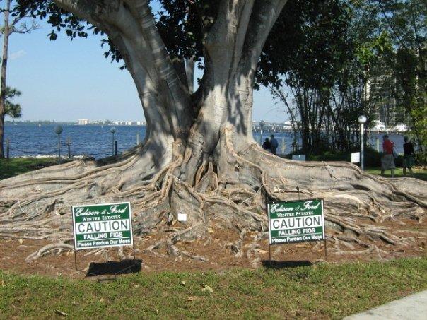 Another tree with weird roots.