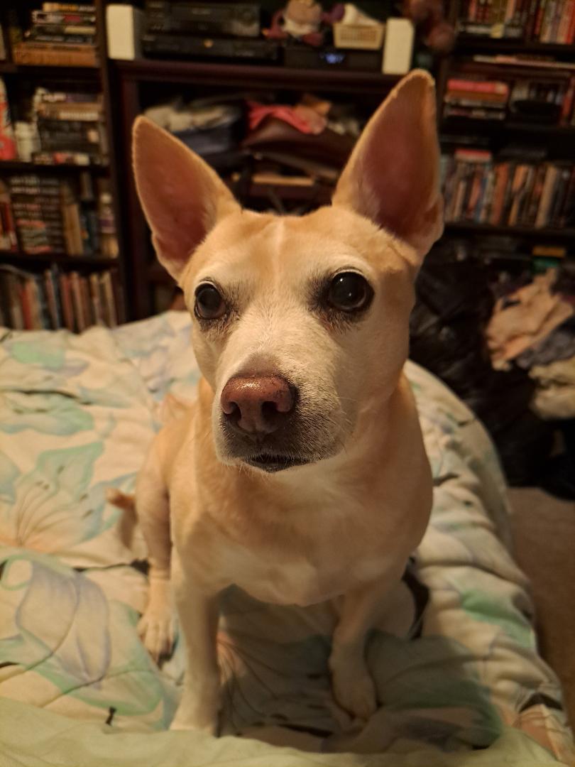 So, we've done a few things here.
1. I did a DNA test in Jasmine to finally see what type of dog she really is. Curious to see what her traits are thst provoke her behavior. We thought basenji and Italian Greyhound mix. W