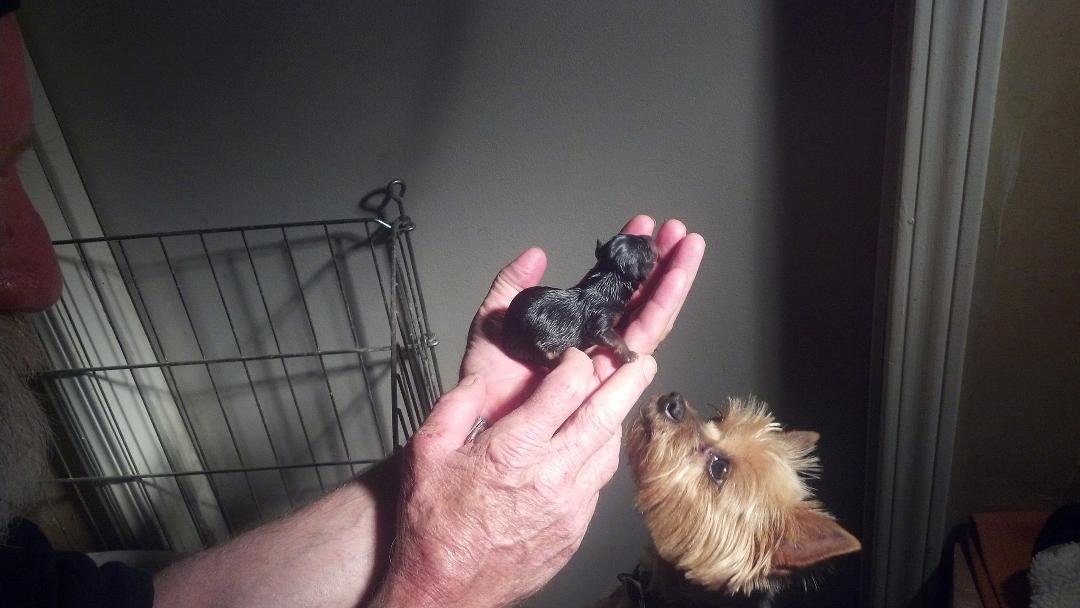 BELLA departed from this world this morning.She was 11 years old. This was my favorite picture of her. she loved her babies.We will miss her.