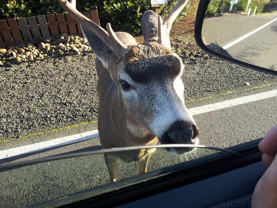 We had a apple and he came right up to the truck and ate... Out at the coast