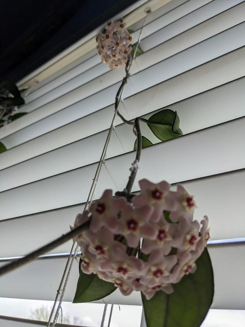 My mom used to grow these climbing houseplants years ago when I was a kid. They never bloomed for her. Thanks to cuttings from my sister Jill , we still have these growing in the family. Mine blossom every year. 😊