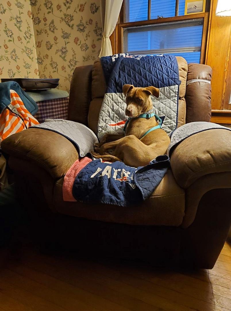 Hes back!!!  After a month and a 1/2 of recovery from Covid 19, Dante is back in the house