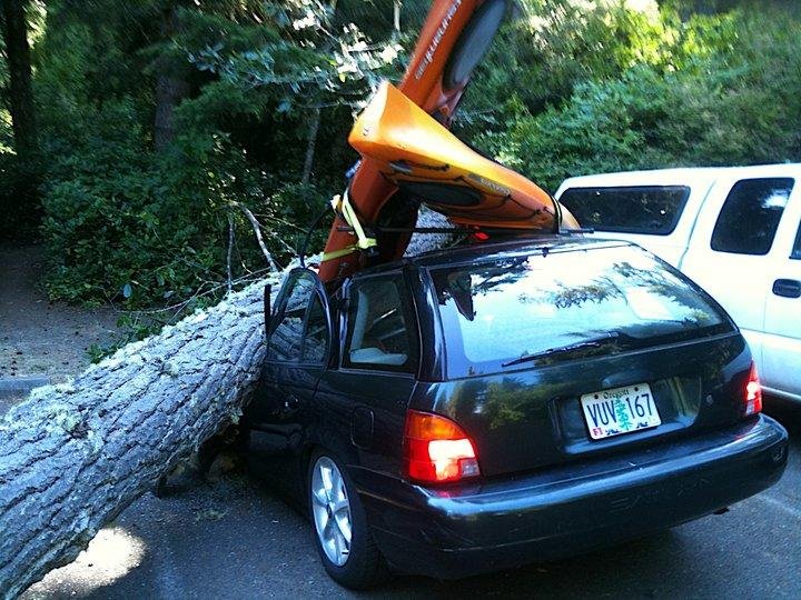 Here's a photo showing the tree...