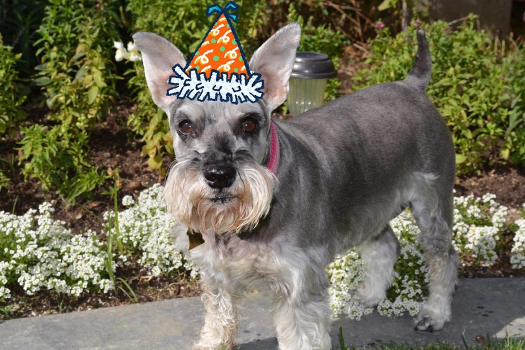 Happy 11th Birthday to my pretty girl!