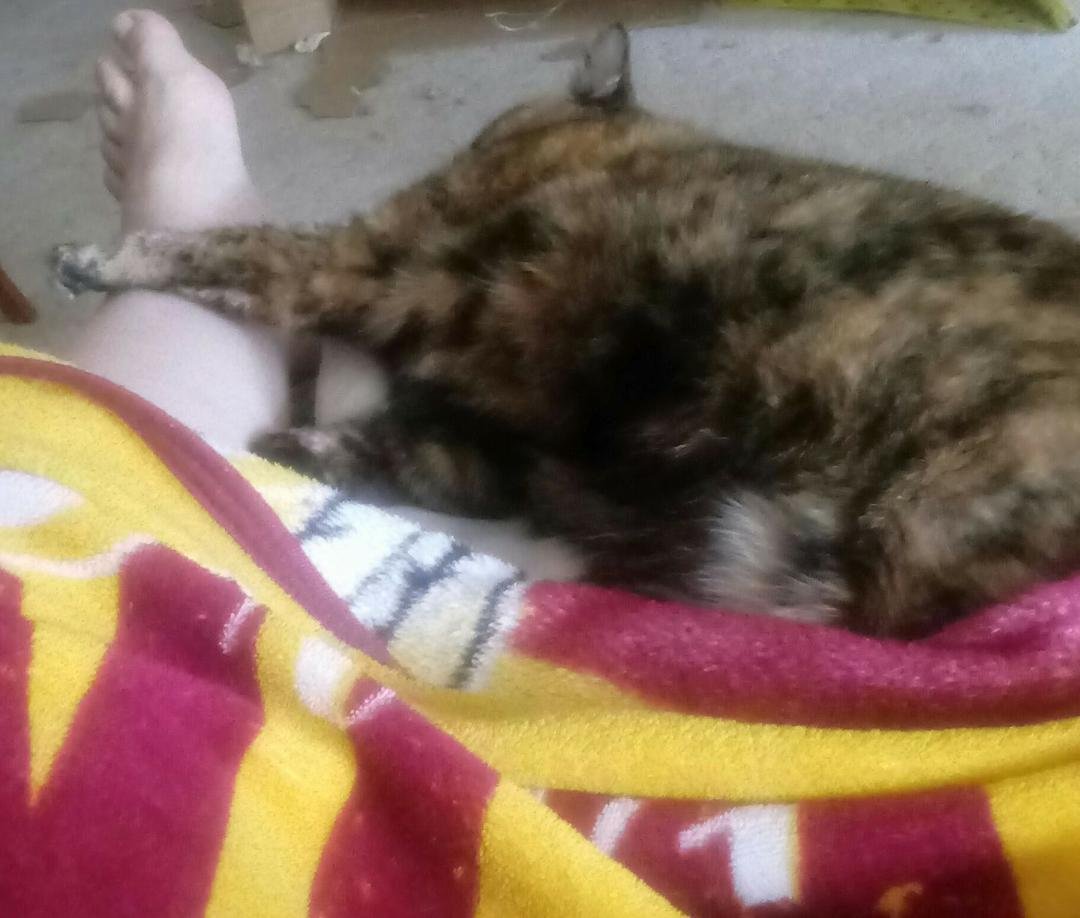 My sweet Savannah napping.