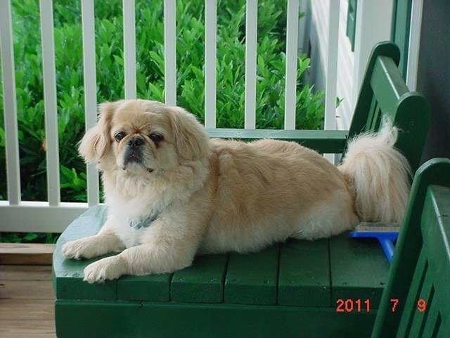 Today is our babies 10th birthday...Happy Birthday Gizmo