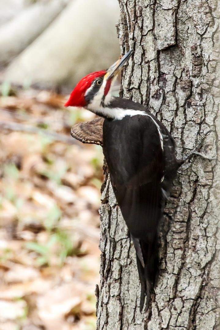 Pileated woodpecker in the backyard. This dude was staring at my dog and seemed as tense as he looked.