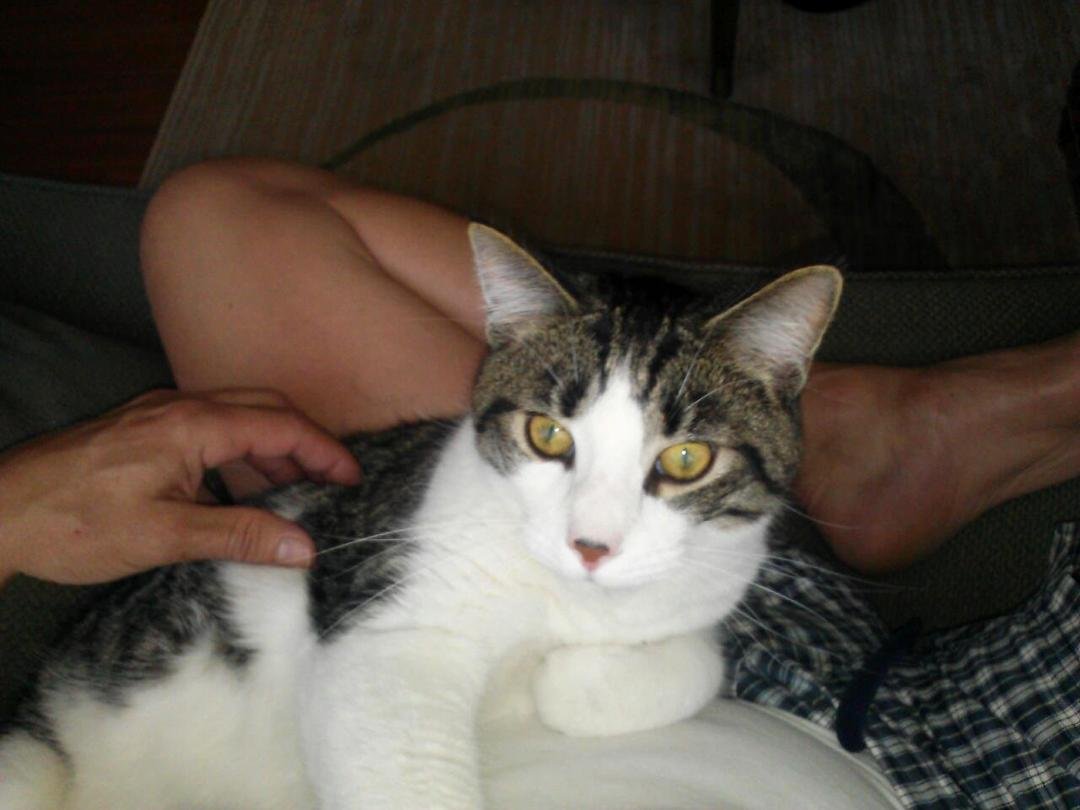 Teddy, the cuddle cat. He's definitely mellowing out as he gets older.