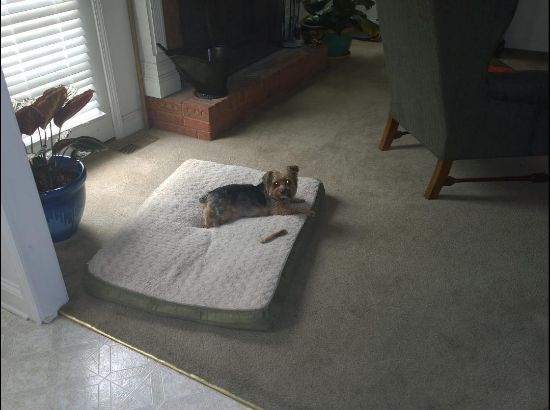 Man my house guest is a real dog. 😉