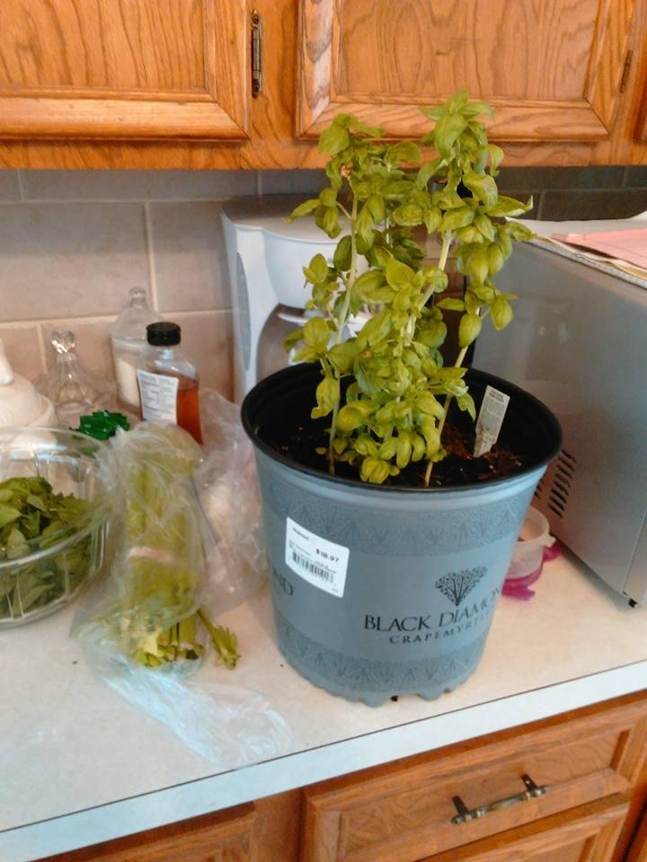 So yummy to add fresh sweet basil to your salad!