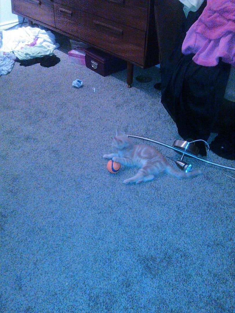 I have 5 kittens ready to go to good homes !! I will post other pic they will be on craigs list tomorrow for $ lol