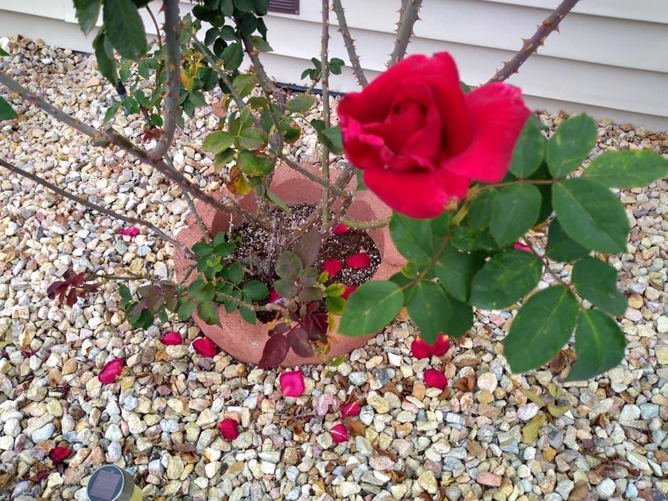Diane Robertson's album, Timeline Photos