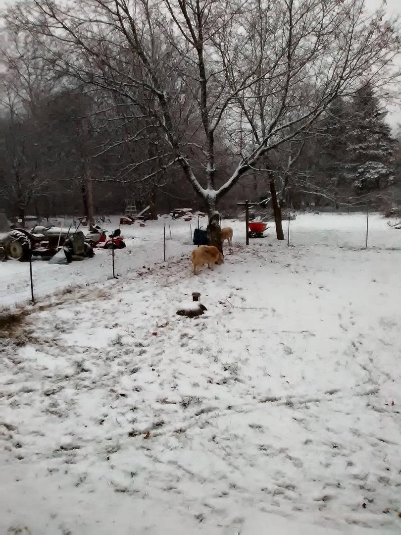 Snowing in Milford