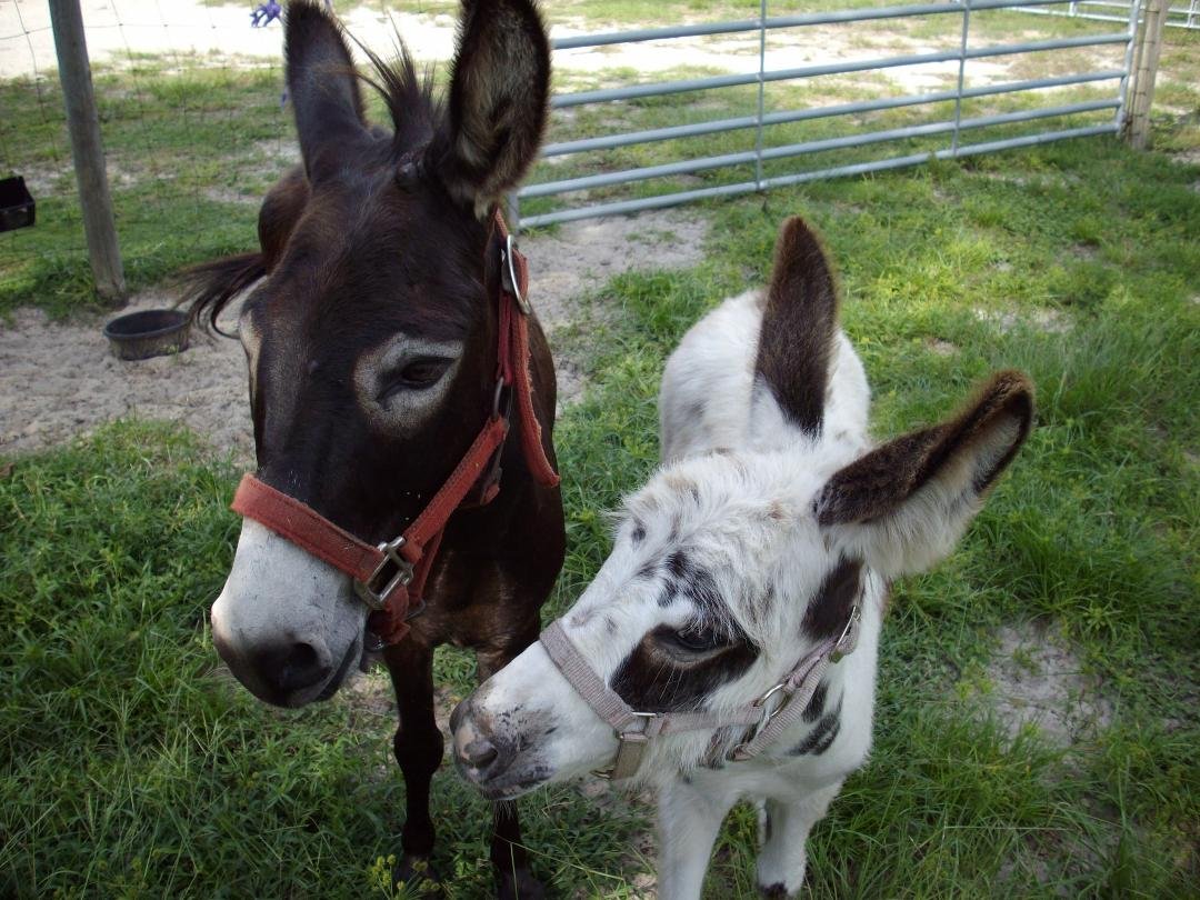 Pebbles and her mom Cocoa...