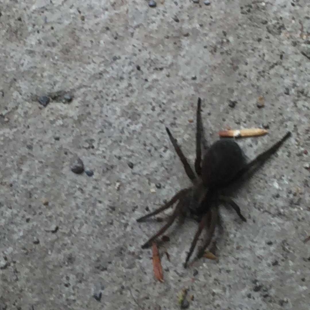 Saw this spider while throwing out old carpets.