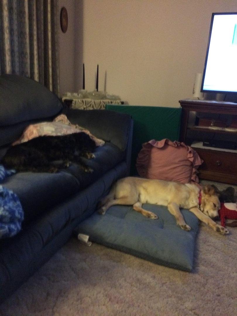 Megan & Rosie napping after a exciting day! Megan rescued Shitzu Norfolk Terrier mix came home today! 😀