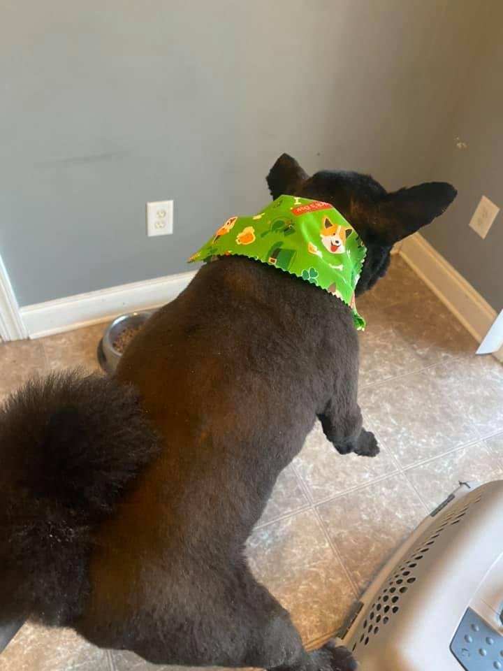 And Rambo’s a new little man again! Thanks to Animal House groomers!! 🙂 this ends the Krylon Catastrophe in this episode of #doochdiaries