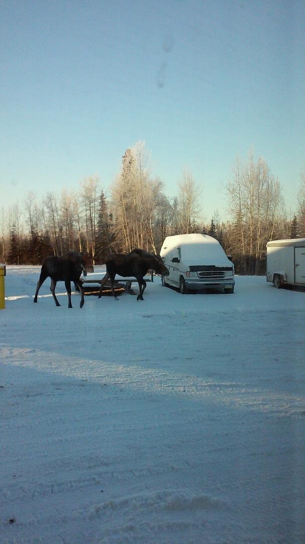 Smile for the camera! Moose crossing on the property in Alaska.