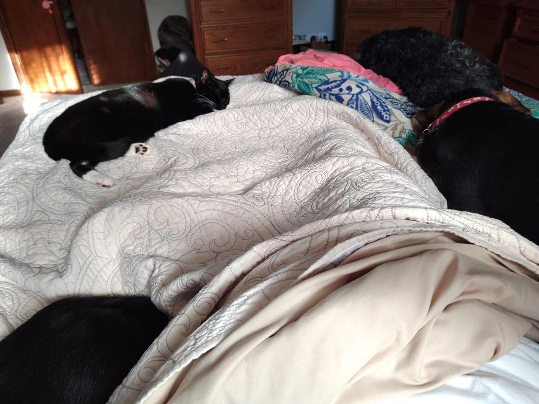 I laid down to take a nap and woke up and I'm surrounded by animals all four of them are in my bed 😊