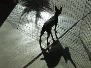 Catt's Shadow