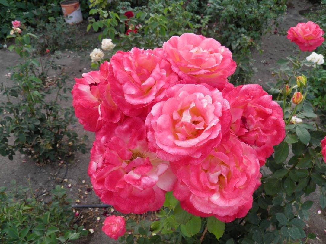 Sept. Roses - one stalk - seven blooms
