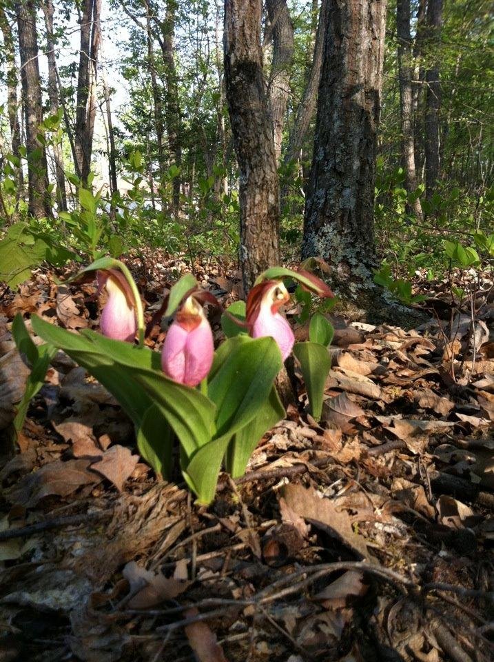 Can any name this flower